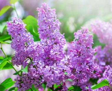 Çiçek açan dallar, seçici odak