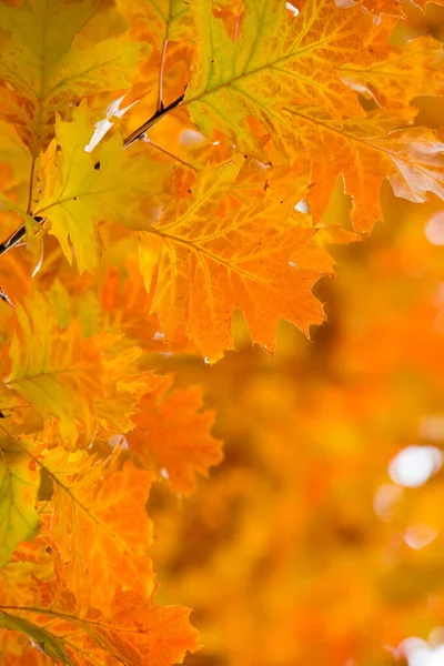 Leaves Branches Autumn Forest — Stock Photo, Image