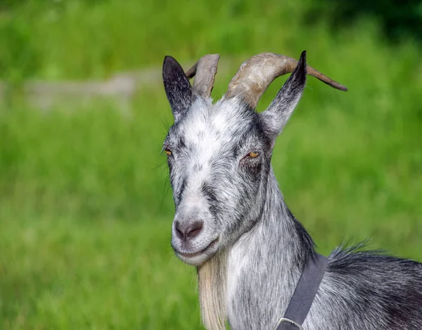 Porträt Einer Ziege Auf Einem Bauernhof Dorf Schöne Ziegenposen — Stockfoto