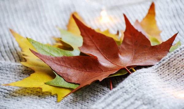 Schöne Bunte Herbst Gelbe Blätter — Stockfoto
