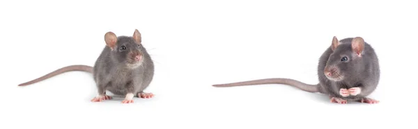 Rat Isolated White Background — Stock Photo, Image