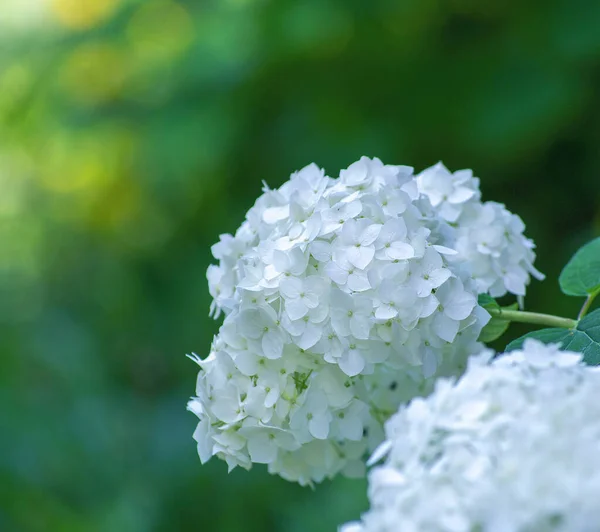 Blommande Vit Hortensia Växter Blommar För Fullt — Stockfoto