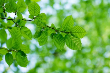 yeşil yaprakları yaz ormanda