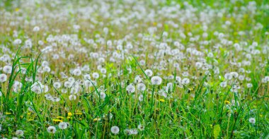 Yaz karahindiba tarlasında bahar çayırı çiçekleri