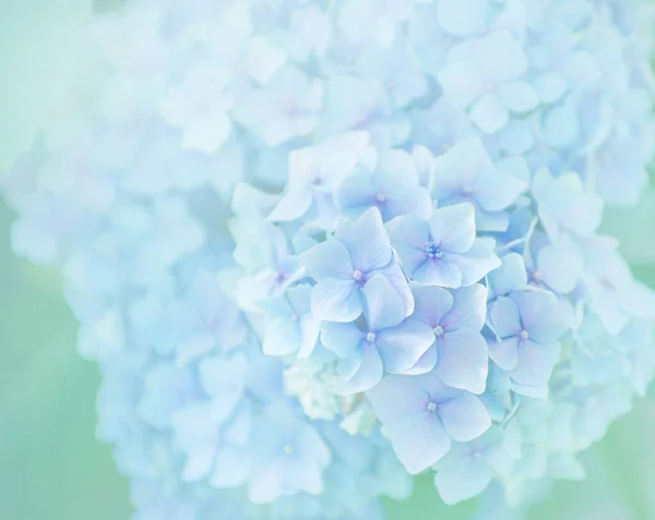 Hydrangea Blue Flowers Close — Stock Photo, Image