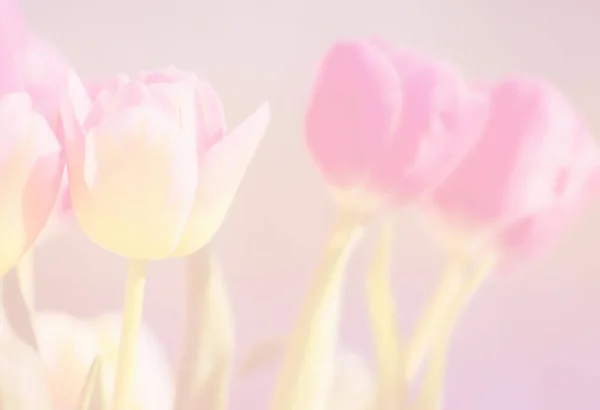 Bouquet Tulips Flowers Beautiful Spring Background Selective Focus Blurred — Stock Photo, Image