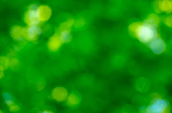 Зелений Фон Боке Природного Лісу Поза Фокусом — стокове фото