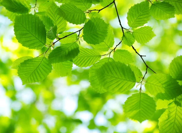 Hojas Verdes Los Fondos Verdes — Foto de Stock