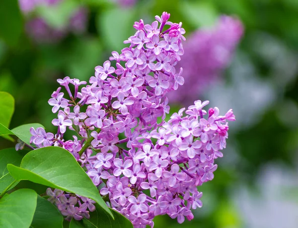 春に咲く薄紫色の花 — ストック写真