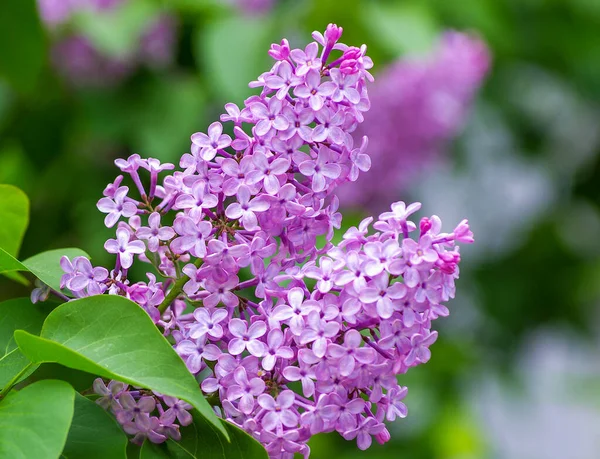 Fiori Lilla Fioriti Primavera — Foto Stock