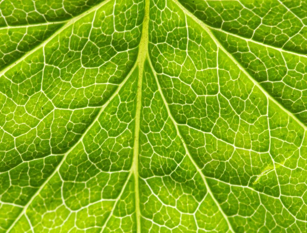 Közeli Zöld Levél Textúra — Stock Fotó