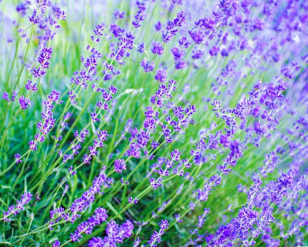 花の庭のラベンダーの花に焦点を当てます 日光に照らされたラベンダーの花 — ストック写真