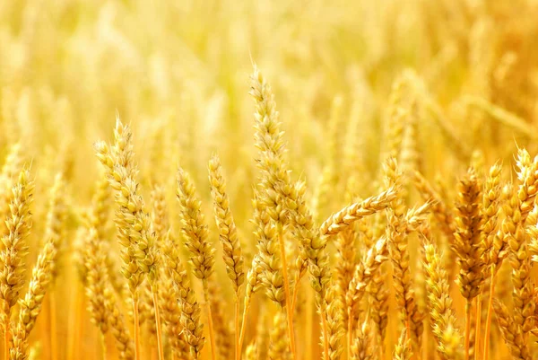 Fields Wheat End Summer Fully Ripe — Stock Photo, Image