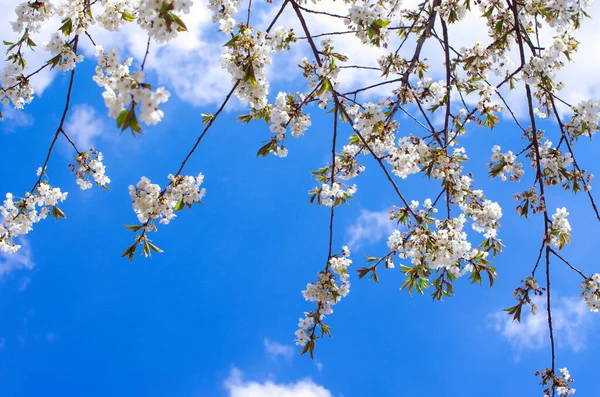 Cherry Branch Beautiful Background — Stock Photo, Image