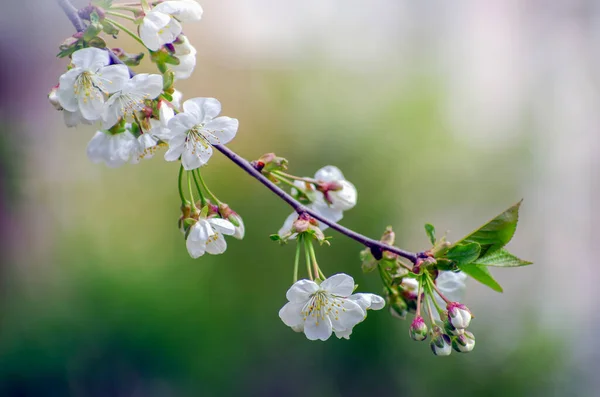 背景が美しい桜の枝 — ストック写真