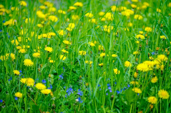 Żółty Jasny Trawa Roślina Kwiat Mniszek Lekarski — Zdjęcie stockowe