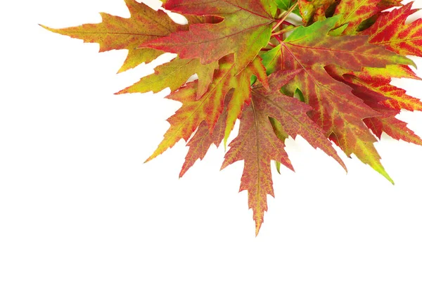 Autumn Maple Leaves White — Stock Photo, Image