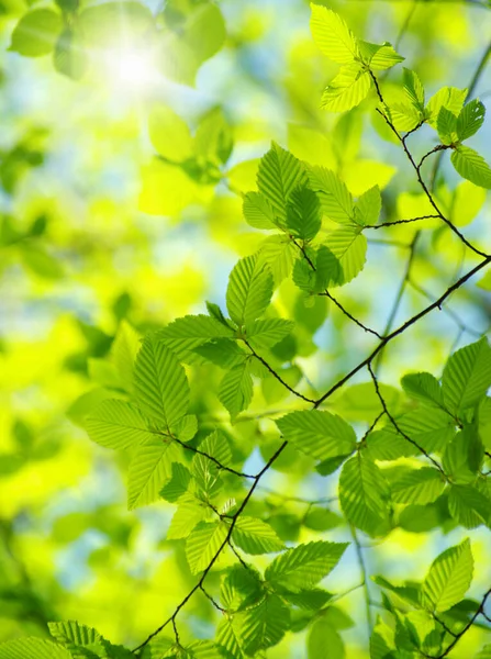 Hojas Verdes Los Fondos Verdes —  Fotos de Stock