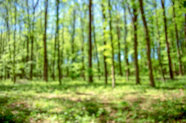 Bahar ormanı arkaplanı bulanık