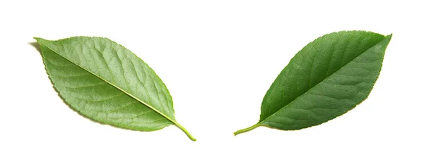 Zelený Strom Listy Letní Přírody Samostatný Bílé Pozadí — Stock fotografie
