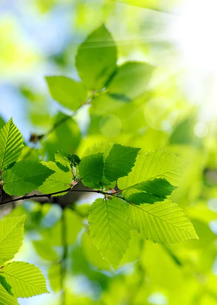 Foglie Verdi Sullo Sfondo Verde — Foto Stock