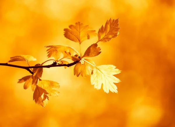 Autunno Foglie Sfondo Sulla Foresta — Foto Stock