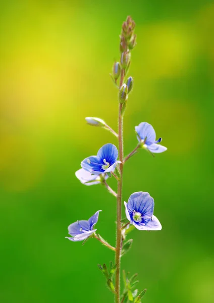 Fiori Fiori Astratti Sul Campo — Foto Stock