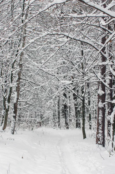 Winterbesneeuwde Bomen — Stockfoto