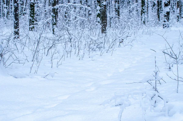 Wintersneeuw Bedekt Bomen Achtergrond — Stockfoto