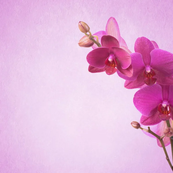 Texturizado Viejo Fondo Papel Con Orquídea —  Fotos de Stock