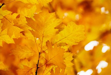 Sarı akçaağaç bir dal sonbahar yaprakları.