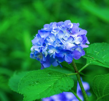 Mavi ortanca çiçekleri kapatın