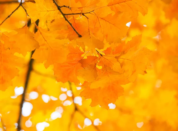 Foglie Sui Rami Nella Foresta Autunnale — Foto Stock