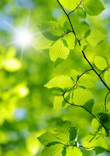 Gröna Blad Grön Bakgrund — Stockfoto