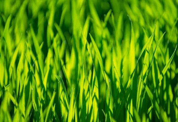 Erba Verde Sfondo Con Attenzione Selettiva — Foto Stock