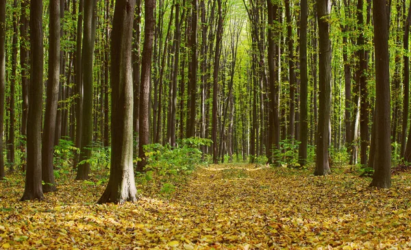 Gouden Herfst Bos Met Zonnestralen — Stockfoto