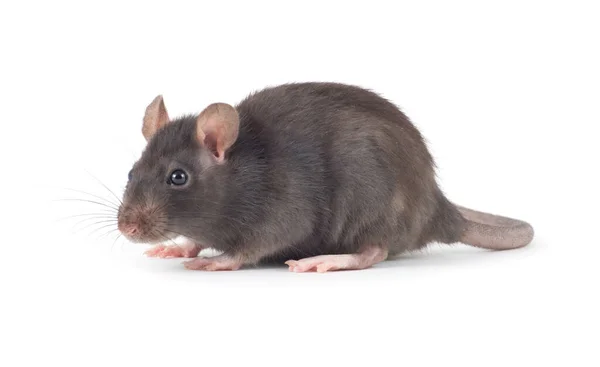 Ratte Nahaufnahme Isoliert Auf Weißem Hintergrund — Stockfoto