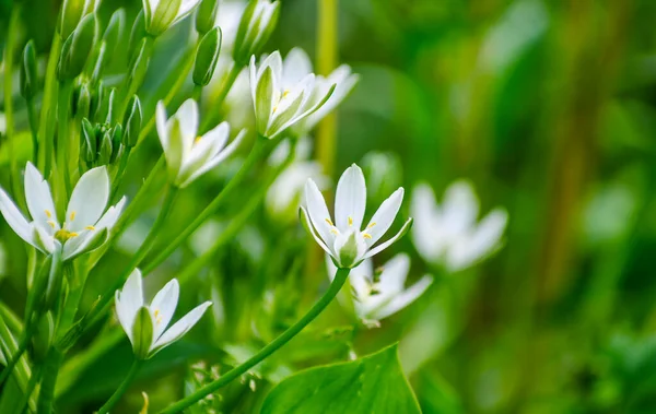 フィールド上に抽象的な花花 — ストック写真