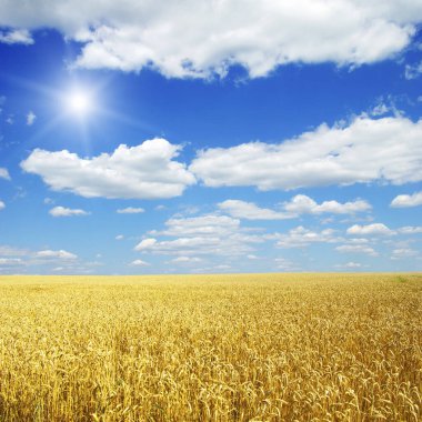 Buğday tarlası ve güneşli mavi gökyüzü