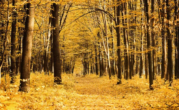 Weg Durch Den Herbstlichen Wald — Stockfoto