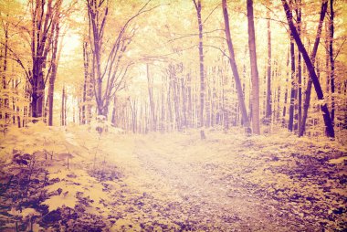 Yeşil yaz ormanlarında patika