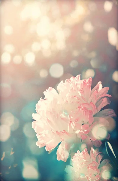 Chrysanthème Dans Jardin Fleurs — Photo