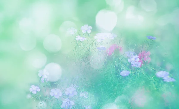 Дикие Голубые Цветы Лугу Летом Крупным Планом — стоковое фото