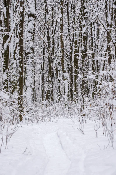 Winter Besneeuwde Bomen Achtergrond — Stockfoto