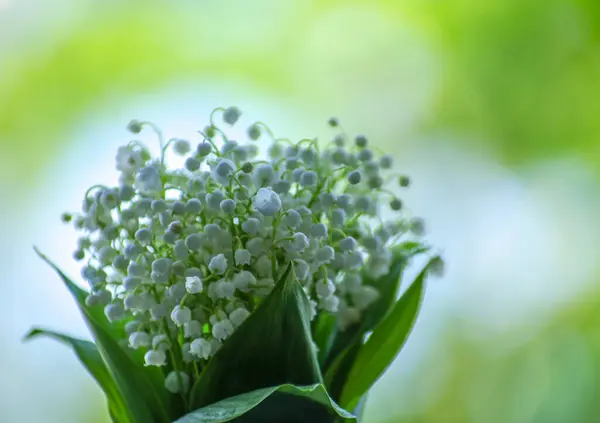 Lilie Údolí Květiny Zavřít Zeleném Pozadí Bokeh Kopírovacím Prostorem — Stock fotografie