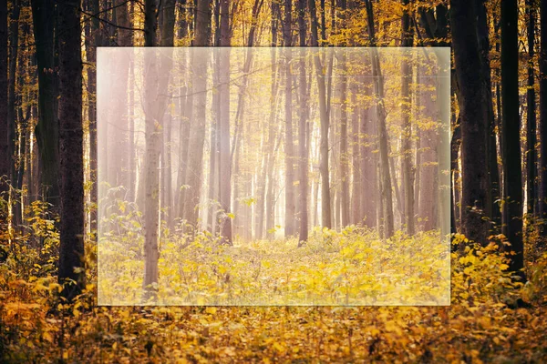 Gyllene Höstlig Skog Med Solstrålar — Stockfoto