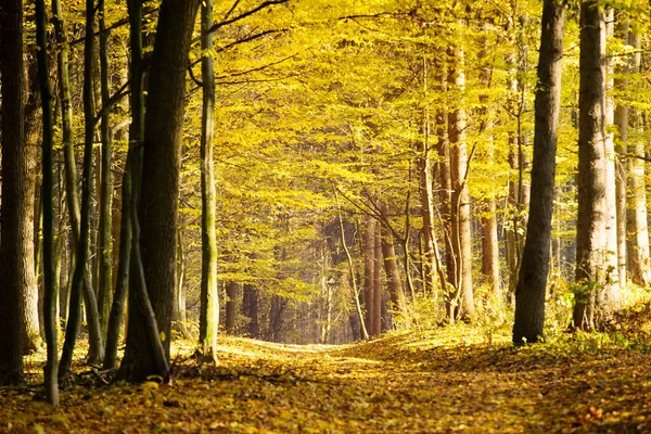 Weg Durch Den Herbstlichen Wald — Stockfoto