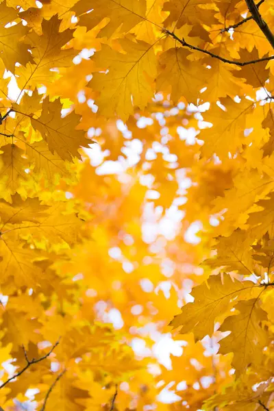 Autumn Yellow Maple Leaves Background — Stock Photo, Image