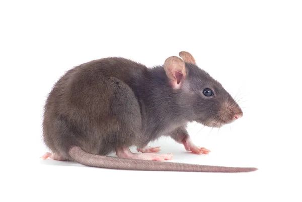 Tikus Close Terisolasi Latar Belakang Putih — Stok Foto