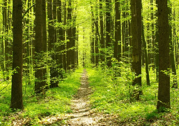 Una Giornata Sole Nel Verde Della Foresta — Foto Stock